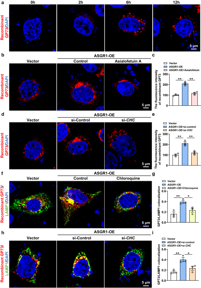 Fig. 6: ASGR1 facilitates lysosomal degradation of GP73 in a clathrin-dependent manner.