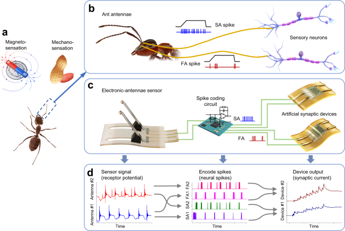 Fig. 1: Design of the neuromorphic antennal sensory system.