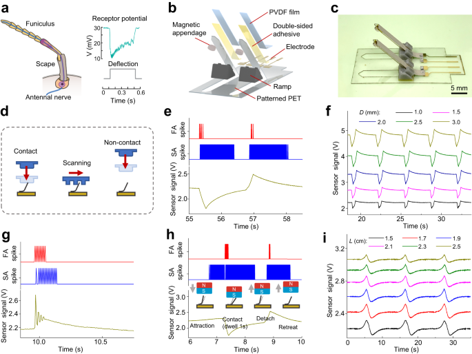 Fig. 2: Structure and performance of the electronic-antennae sensor.