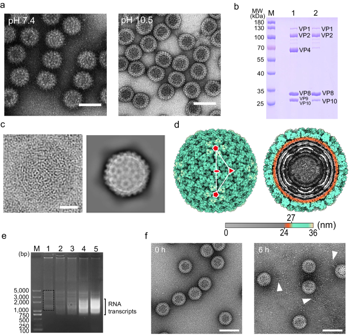 Fig. 5: Alkaline treatment and core particle structure.