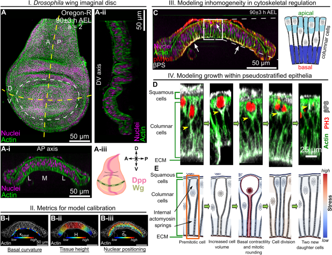 ショウジョウバエの翅の研究が先天性欠損症への道を開く(Fruit fly wing research offers window into birth defects)