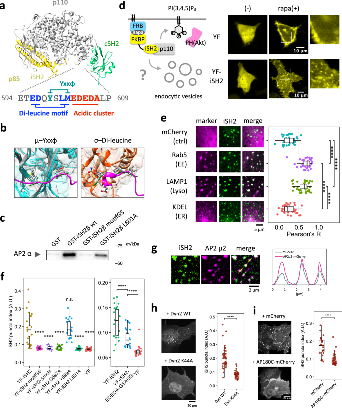 Fig. 1: Plasma membrane recruitment of the iSH2 domain induces clathrin and dynamin dependent endocytosis.