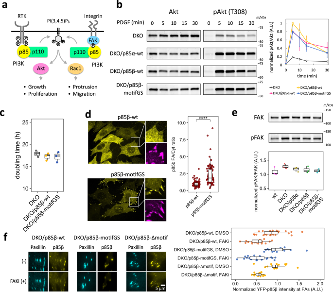 Fig. 3: Mutation in AP2 binding motifs of p85β increases focal adhesion localization.