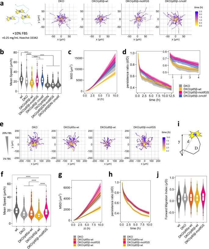 Fig. 4: Mutation in AP2 binding motifs of p85β enhances cell motility in random and chemotactic migration.