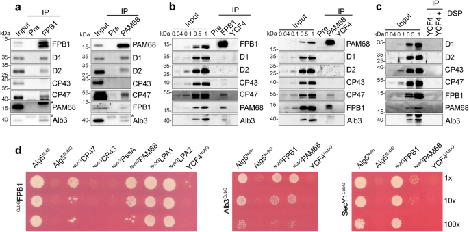 Fig. 5: Interaction of FPB1 and PAM68 with chloroplast proteins.