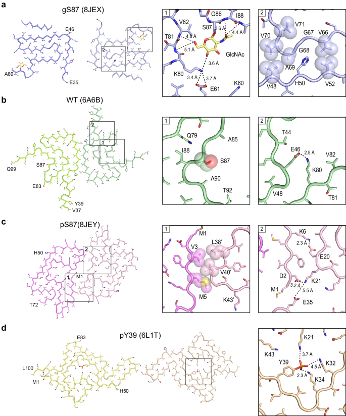 Fig. 3: Structural analysis of gS87, pS87, unmodified WT, and pY39 α-syn fibril.
