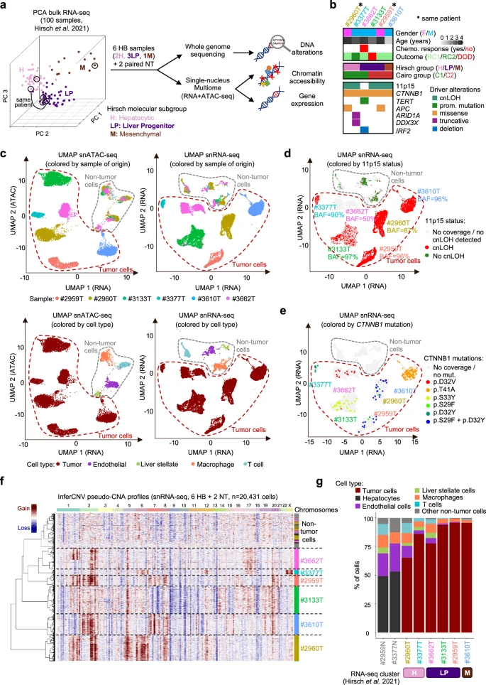  Single-cell multiomics reveals the interplay of clonal evolution and cellular plasticity in hepatoblastoma 