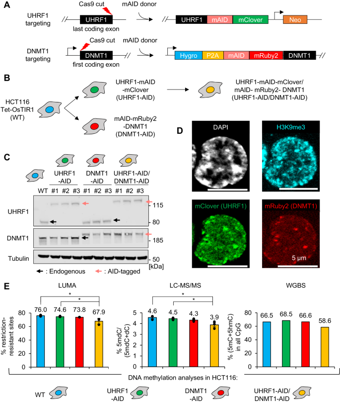 Non-canonical functions of UHRF1 maintain DNA methylation homeostasis in  cancer cells