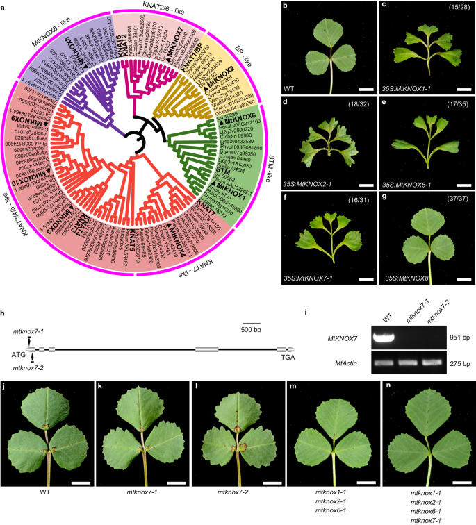 Fig. 1: Comprehensive characterization of the roles of MtKNOXI in compound leaf development.