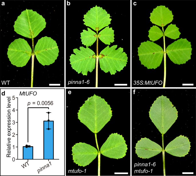 Fig. 4: Pentafoliate leaves in pinna1 result from the increased activity of MtUFO.