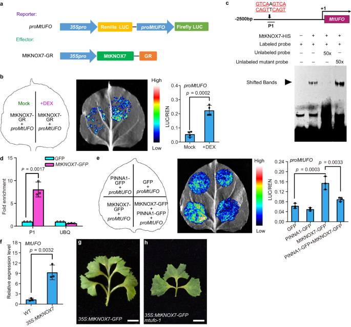 Fig. 5: MtUFO functions downstream of the PINNA1-MtKNOX7 complex.