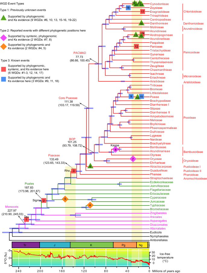 重複ゲノムが草の多様化と繁栄を助けた(How duplicated genomes helped grasses diversify and thrive)