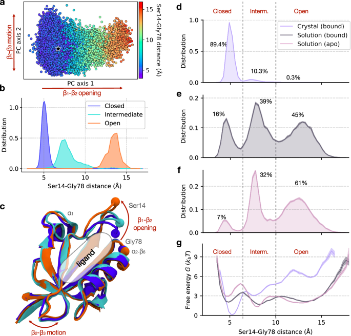 Fig. 4: Effect of environment and ligation state on the β1-β2 clamping motion.