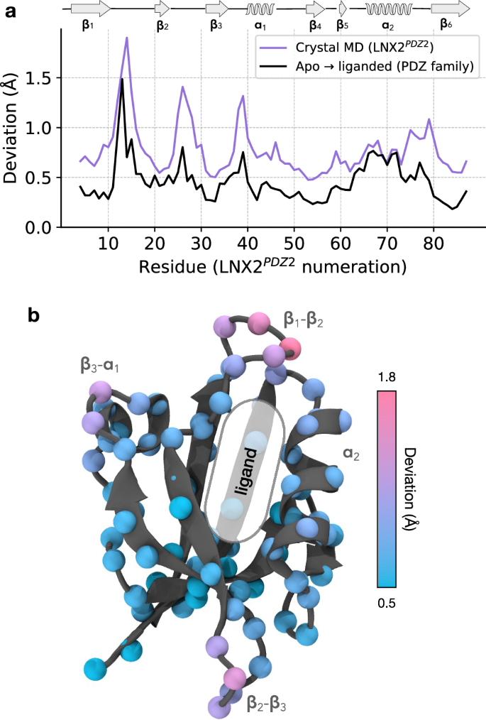 Fig. 5: The relationship between equilibrium motions in the crystal and PDZ domain function.