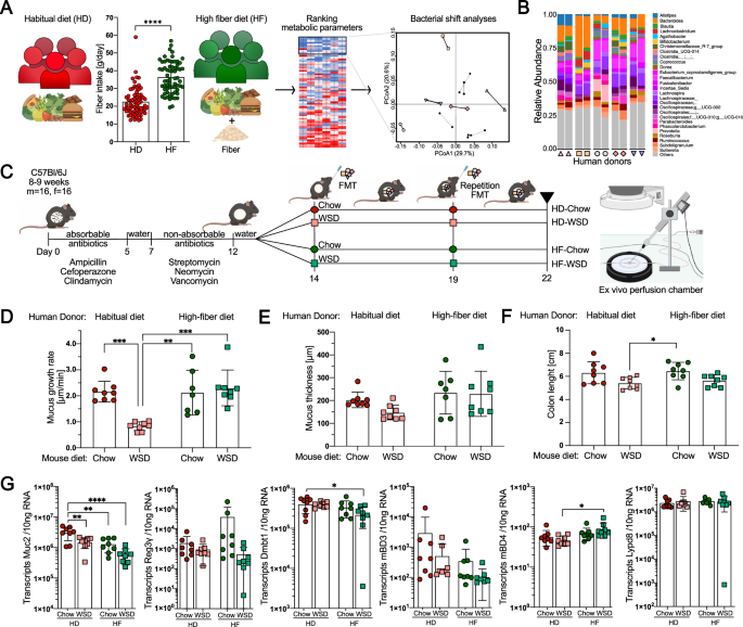 Fig. 1: Human-derived microbiota prevent mucus defects in mice fed a Western-style diet (WSD) in a fiber-dependent manner.