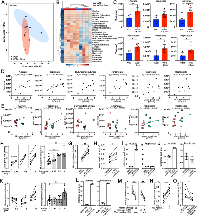 Fig. 6: Blautia coccoides stimulates mucus growth through short-chain fatty acid production.