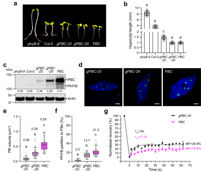 植物が気候変動に適応するための自由形成小器官(Free-forming organelles help plants adapt to climate change)