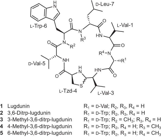 Fig. 1: Chemical structure of lugdunin and lugdunin analogs.