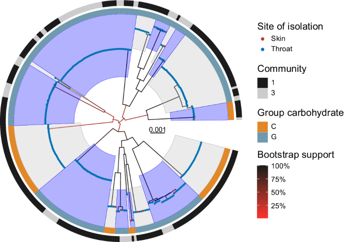 Fig. 1: Maximum-likelihood phylogeny of 294 Streptococcus dysgalactiae subsp. equisimilis (SDSE) isolates from 47,432 parsimony-informative sites.