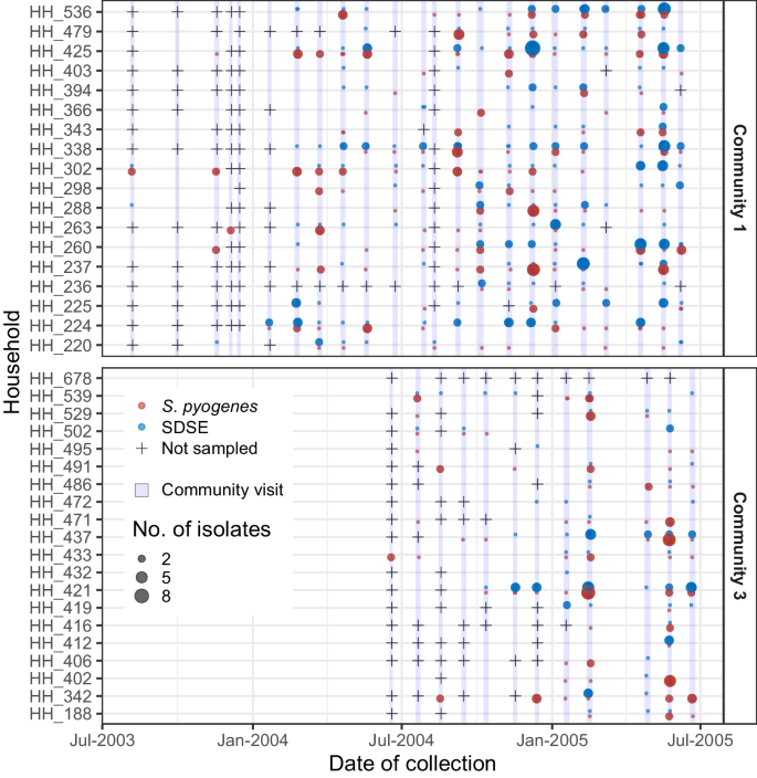 Fig. 4: Co-occurrence of Streptococcus dysgalactiae subsp equisimilis (SDSE) and Streptococcus pyogenes in households in communities 1 and 3 at each community visit (light blue highlights) during the study period.
