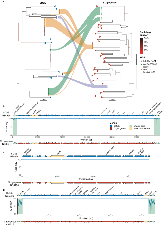 Fig. 5: Shared mobile genetic elements (MGE) across Streptococcus dysgalactiae subsp. equisimilis (SDSE) and Streptococcus pyogenes isolates.