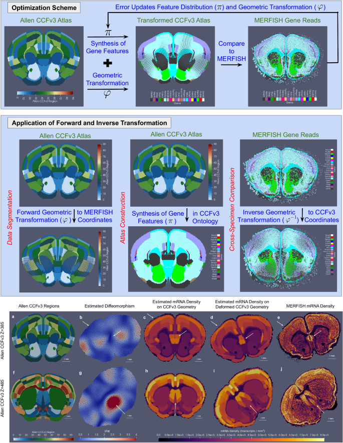 Cross-modality mapping using image varifolds to align tissue-scale 