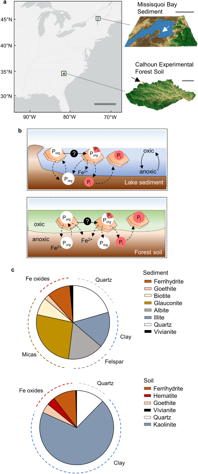 地球のリン循環で新たに発見された鉱物の役割(Minerals play newly discovered role in Earth’s phosphorus cycle)