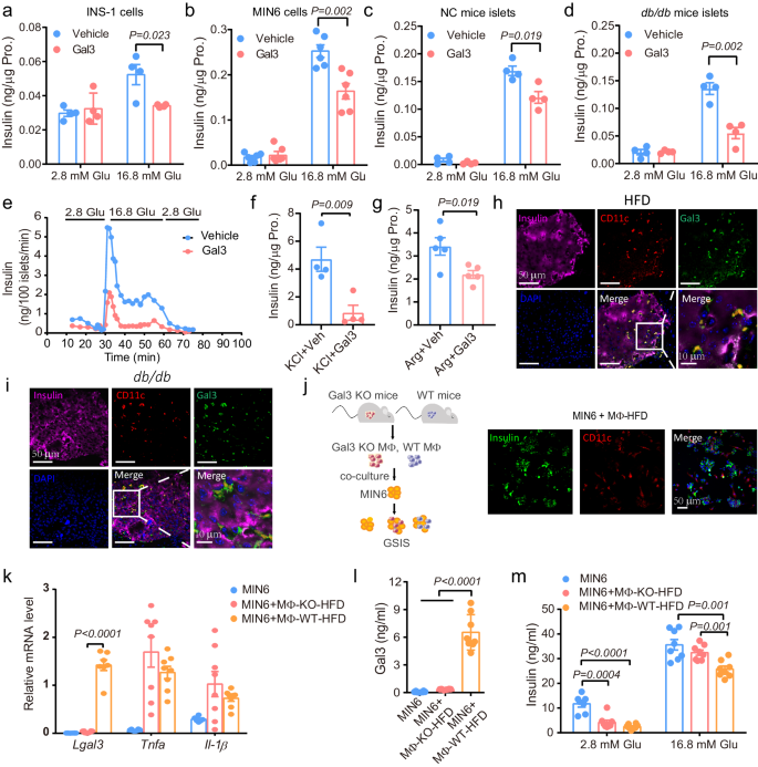 Fig. 2: Gal3 reduces islet and β-cell GSIS.