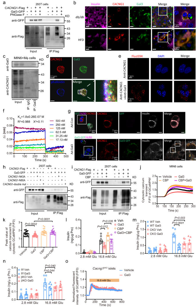 Fig. 6: Gal3 binds to CACNG1 and affects insulin secretion.