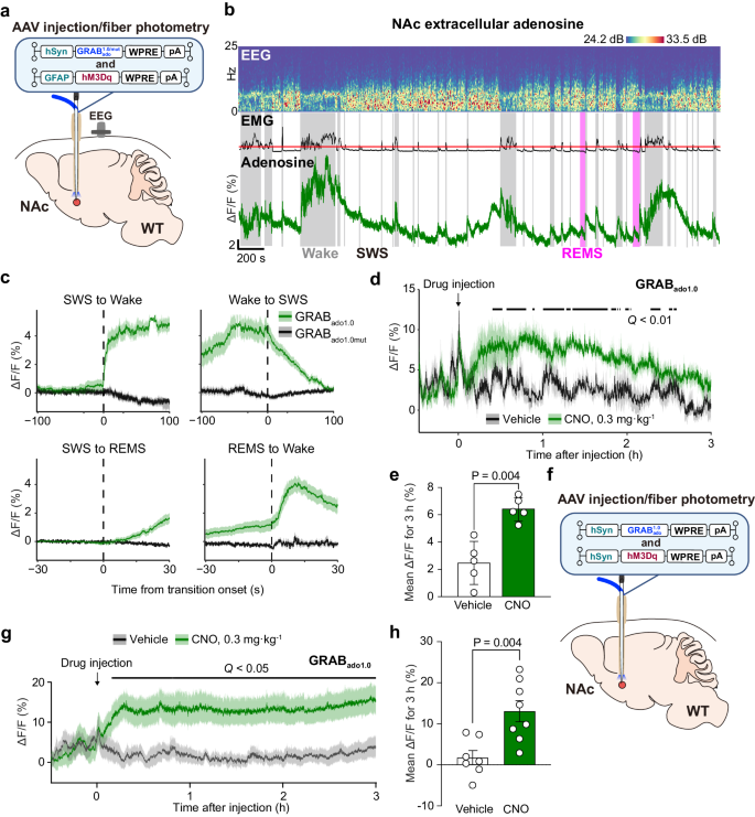 Fig. 2: Activation of astrocytes or neurons in the NAc increases extracellular adenosine levels.