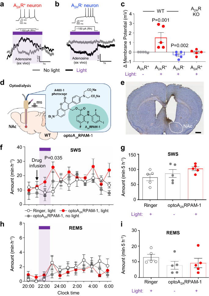 Fig. 4: In-vivo optodialysis of optoA2ARPAM-1 into the NAc.