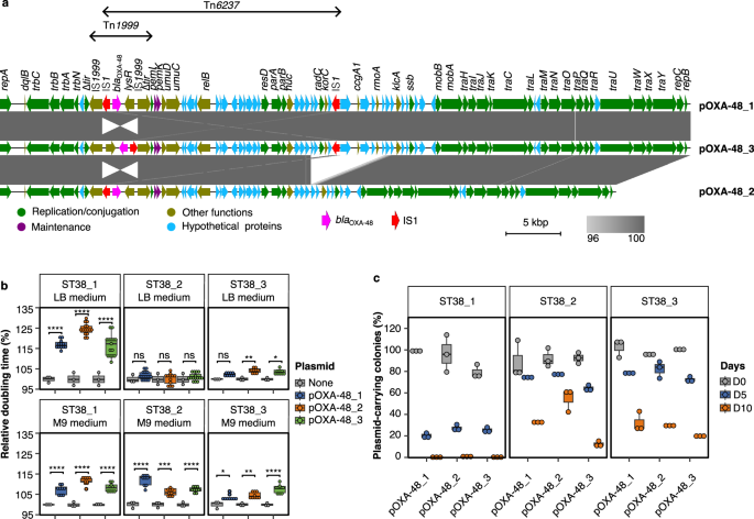 Fig. 1: pOXA-48 plasmids induce variable fitness costs and are unstable in three ST38 strains.