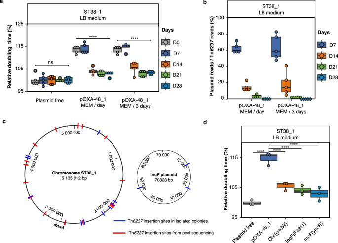 Fig. 2: Experimental evolution of pOXA-48_1 transconjugants selects Tn6237 transposition and pOXA-48 loss in ST38_1.