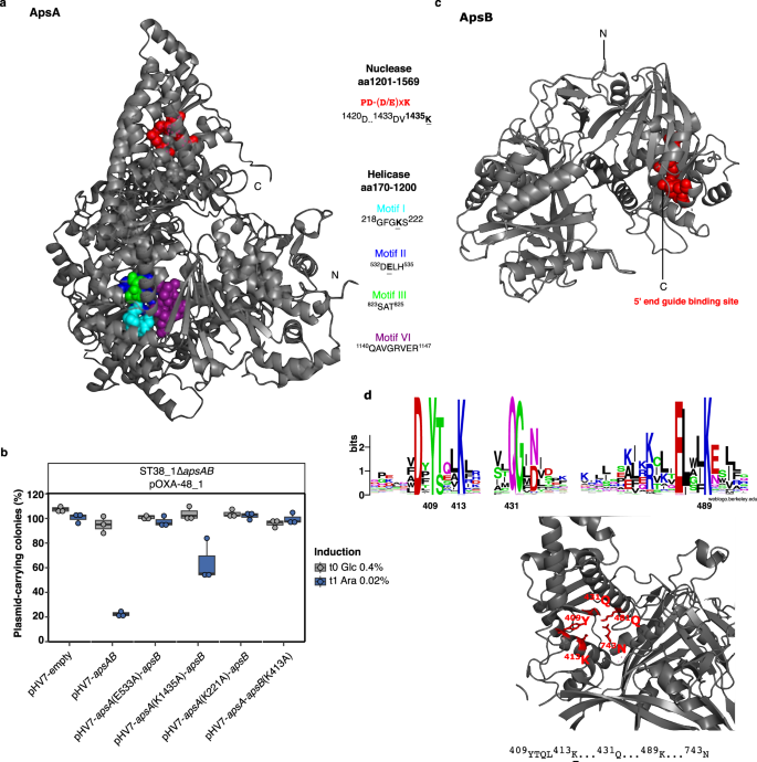 Fig. 7: ApsAB associates a protein with helicase and nuclease domains and a novel Argonaute-like protein.