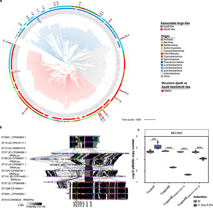 Fig. 8: ApsAB belongs to a broad family of putative antiplasmid systems.