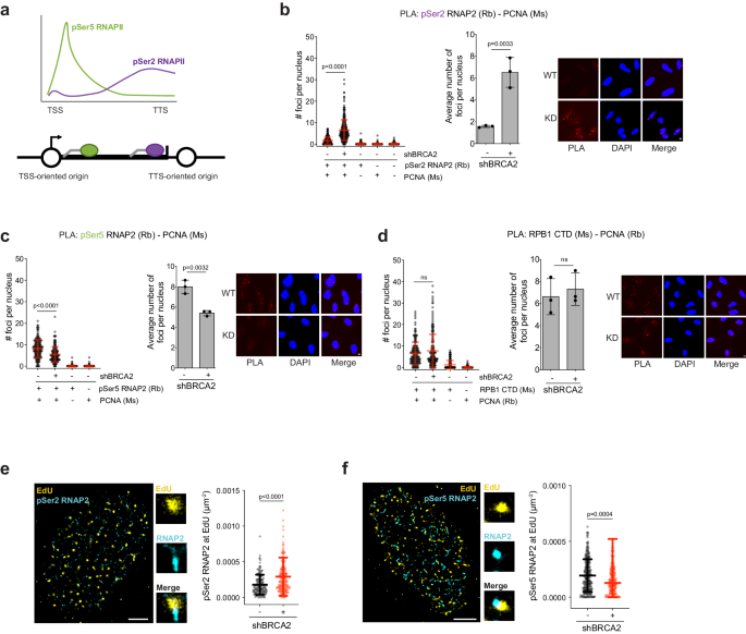 Fig. 2: BRCA2 knockdown causes HO-TRCs with elongating RNAP2.