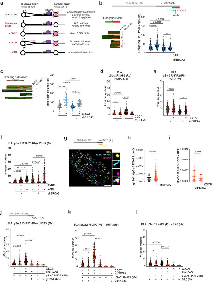 Fig. 3: Replication stress modulators alter dormant origin firing and HO-TRCs in BRCA2-deficient cells.