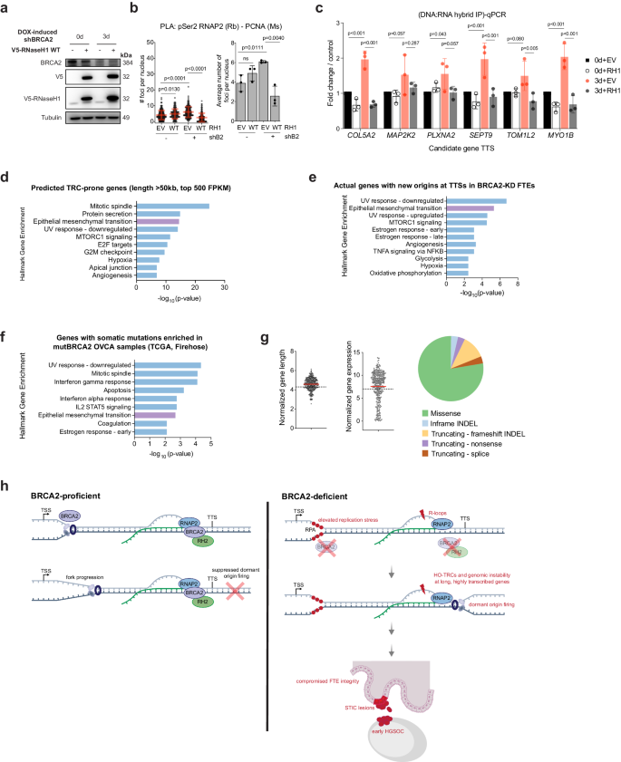 Fig. 5: HO-TRCs are sites of genomic instability in BRCA2-deficient cells.
