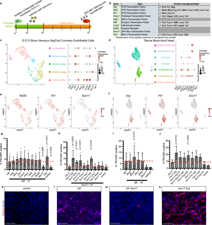 Fig. 1: Sox17 and Erg reprogram murine cardiac fibroblasts.