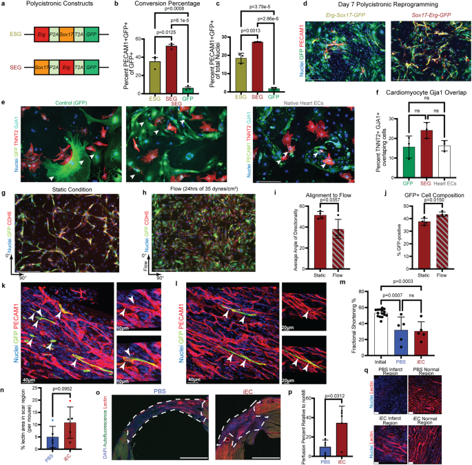 Fig. 3: iECs engraft into infarcted tissue.