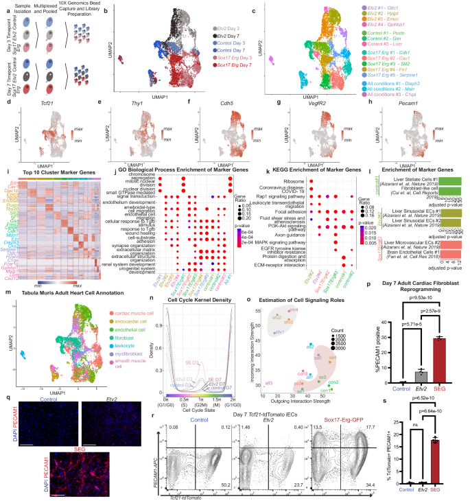 Fig. 4: Sox17 and Erg generate a distinct type of iEC.
