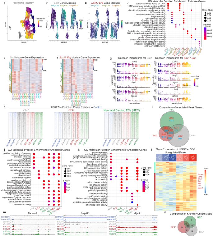Fig. 5: Sox17-Erg reprogramming navigates a different route.
