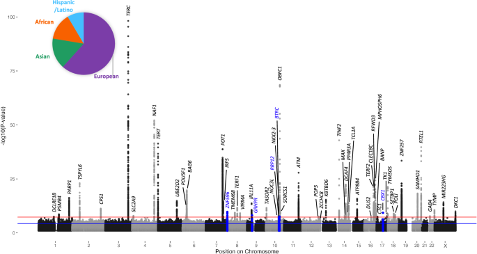 Fig. 1: Multi-ancestry meta-analysis of leukocyte telomere length identifies 5 novel signals.