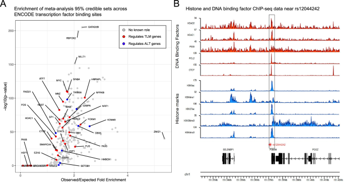 Fig. 3: Enrichment analysis of transcription factor binding sites of transcription factors with roles in telomere length regulation highlights a PAX5 binding site near PSMB4.