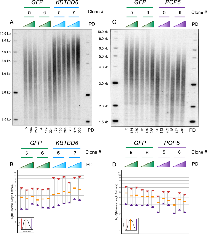 Fig. 6: Overexpression of POP5 or KBTBD6 increases telomere length in HeLa-FRT cells.