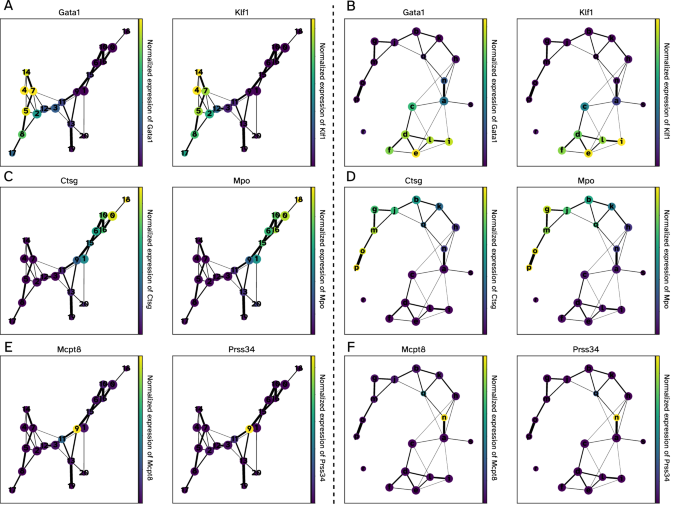 Fig. 4: PAGA graphs and cell type marker gene activation patterns in experimental and simulated BoneMarrow dataset.