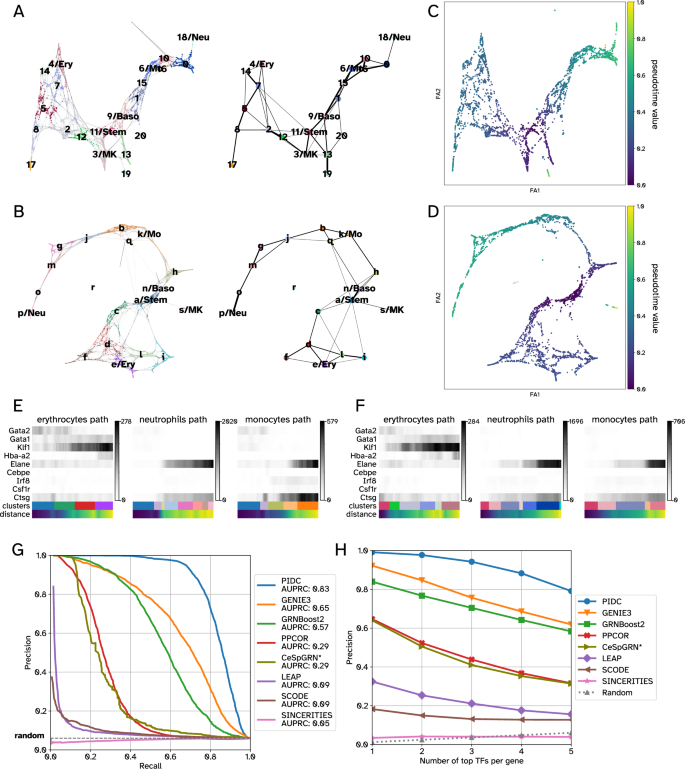Fig. 5: Consistency in trajectories and pseudo-temporal orderings between data generated by GRouNdGAN and the experimental BoneMarrow hematopoietic dataset.