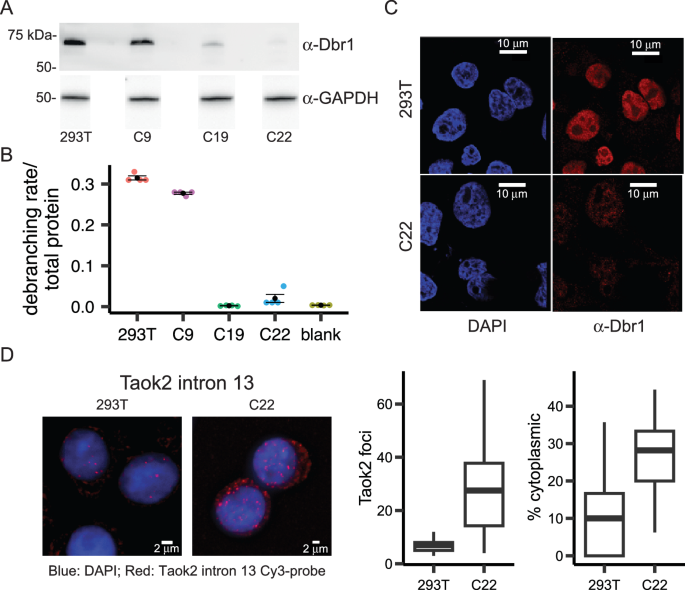Fig. 1: The predominantly nuclear Dbr1 supplies all debranching activity in 293 T cell extract.