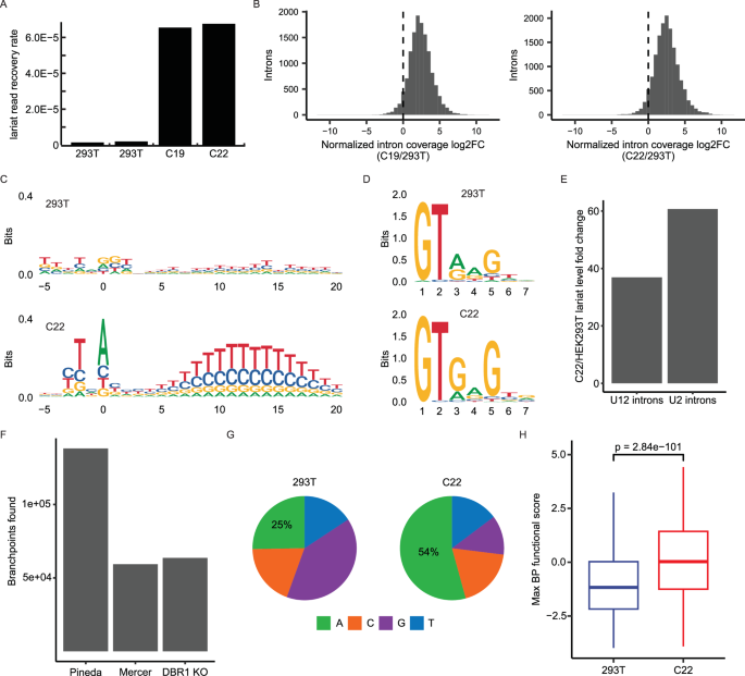 Fig. 2: The DBR1 knockout cell line C22 is 20-fold less effective in lariat turnover.