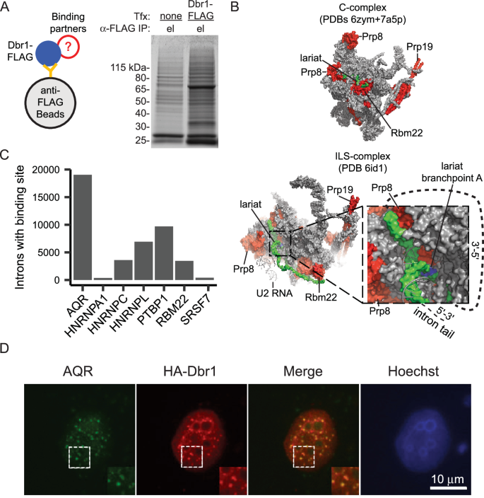 Fig. 3: Dbr1 interacts with spliceosomal proteins and other splicing factors.